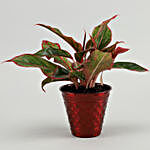 Red Aglaonema Plant In Red Iron Embossed Pot