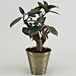 Rubber Bonsai Plant In Brass Pot