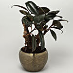 Rubber Bonsai Plant In TPR Coated Brass Pot
