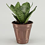 Sansevieria Plant In Red Iron Embossed Pot