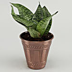 Sansevieria Plant In Red Iron Embossed Pot