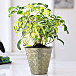 Schefflera Bonsai Plant In Brass Pot