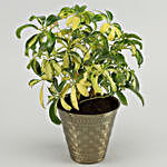 Schefflera Bonsai Plant In Brass Pot