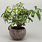Schefflera Bonsai Plant In Stone Finish Metal Pot