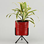 Song Of India Plant In Red Pot With Stand