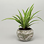 Spider Plant In Green Stone Finish Metal Pot