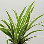 Spider Plant In Green Stone Finish Metal Pot