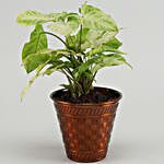 Syngonium Plant In Orange Iron Embossed Pot