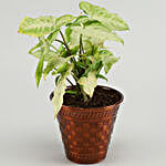 Syngonium Plant In Orange Iron Embossed Pot