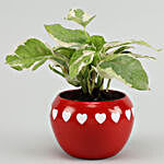 White Pothos Plant In White Hearts Red Metal Pot