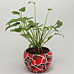 Xanadu Plant In Heart Print Red Metal Pot