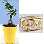 Corp Bonsai and Chocolate Hamper for Dotgo