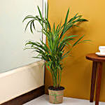Areca Palm Plant In Black Nursery Plant