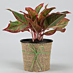 Red Aglaonema Plant In Black Nursery Pot