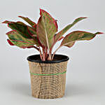 Red Aglaonema Plant In Black Nursery Pot