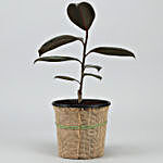 Rubber Aglaonema Plants In Black Plastic Pots