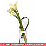 White Calla Lilies in Vase