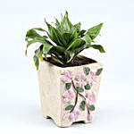 Dracaena Plant In Flower Embossed Pot