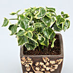 English Ivy Plant In Flower Embossed Pot