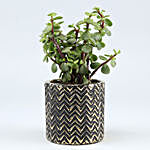 Jade Plant In Zigzag Ceramic Pot