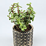 Jade Plant In Zigzag Ceramic Pot