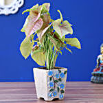 Syngonium Plant In Flower Embossed Pot