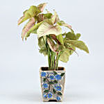 Syngonium Plant In Flower Embossed Pot