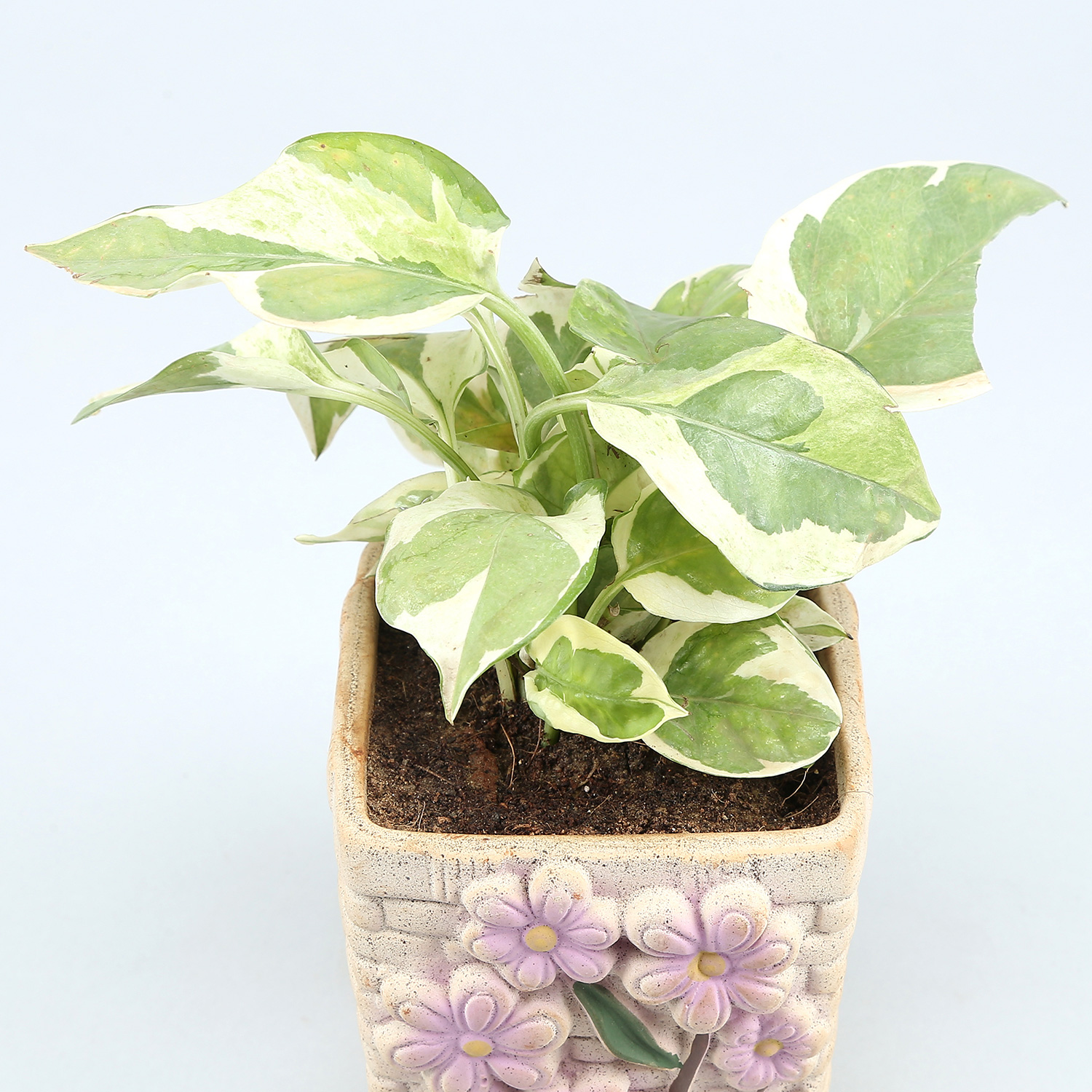 White Pothos Plant In Flower Embossed Pot