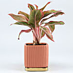 Aglaonema Plant In Square Planter With Gold Plate