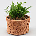 Chamaedorea Plant In Patch Design Terracotta Pot