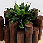 Dracaena & Hookeri Plants In Wooden Planter