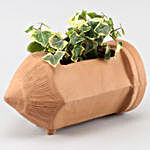 English Ivy Plant In Pencil Shaped Terracotta Pot