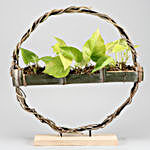 Money Plant In Bamboo Planter & Iron Stand
