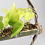 Money Plant In Bamboo Planter & Iron Stand