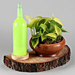 Money Plant In Terracotta Pot With Light Bottle