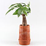 Pachira Bonsai Plant In Handmade Terracotta Pot