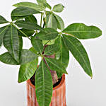 Pachira Bonsai Plant In Handmade Terracotta Pot