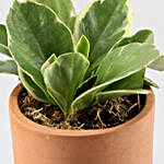 Peperomia Plant In Handmade Terracotta Pot