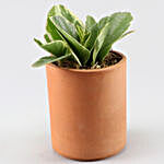 Peperomia Plant In Handmade Terracotta Pot