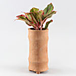Pink Aglaonema Plant In Handmade Terracotta Planter