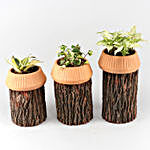 Set Of 3 Plants In Beautiful Terracotta & Wooden Planter