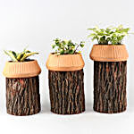 Set Of 3 Plants In Beautiful Terracotta & Wooden Planter