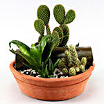 Set Of 3 Plants In Handmade Terracotta Pot
