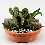 Set Of 3 Plants In Handmade Terracotta Pot
