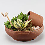 Set Of 4 Plants In Pebble Filled Terracotta Pot
