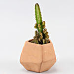 Triangular Cactus Plant In Pentagon Shaped Pot