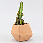 Triangular Cactus Plant In Pentagon Shaped Pot