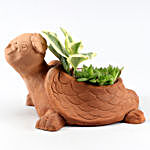 Two Succulent Plants In Cute Turtle Shaped Pot