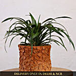 Yucca Glauca Plant In Patch Design Terracotta Pot
