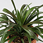 Yucca Glauca Plant In Patch Design Terracotta Pot